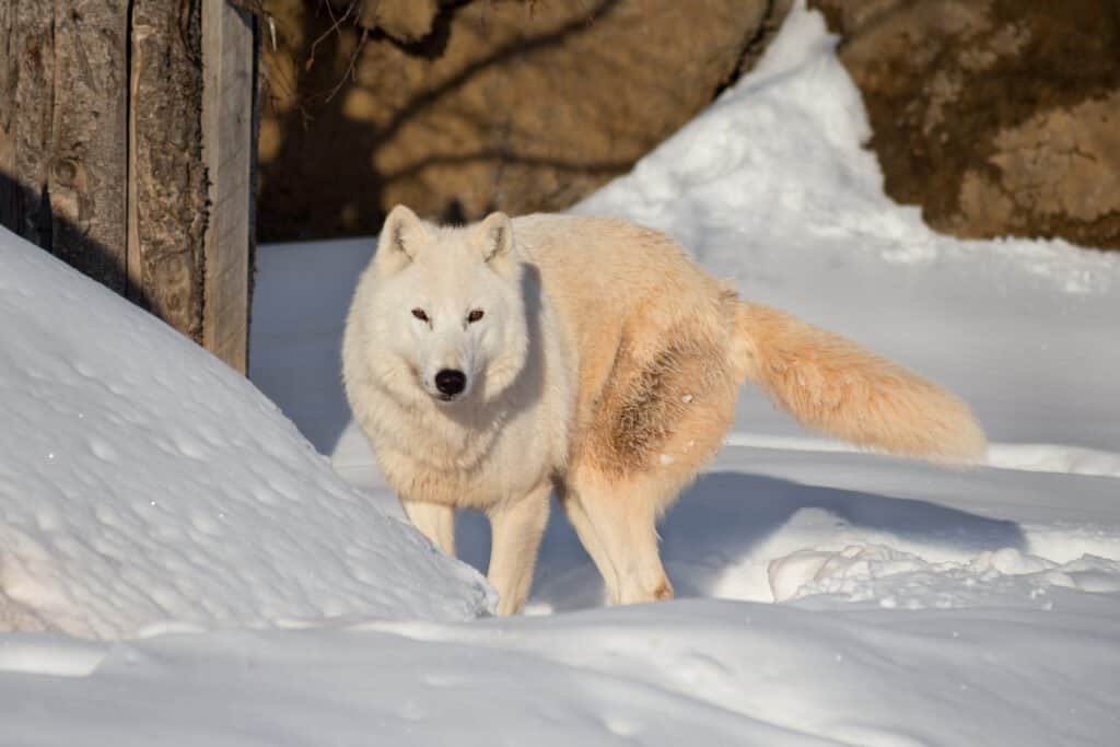 Discover the secrets of the Arctic wolf