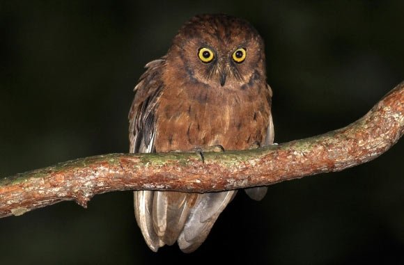 New species of Scops-Owl discovered in Africa