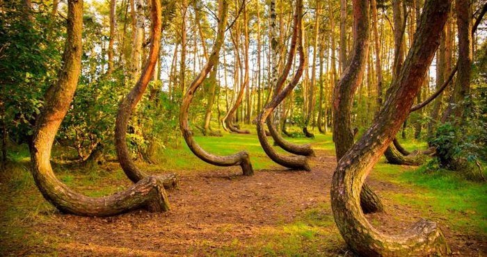 The strangest forests in the world